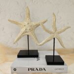 استند ستاره دریایی